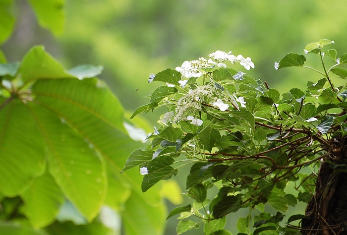 花の顔とこんにちは (たのしい自然発見シリ-ズ) 花の顔とこんにちは (たのしい自然発見シリ-ズ)