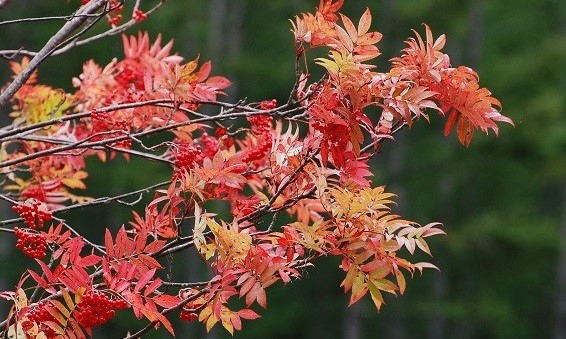 可憐な赤い実をつけ、美しい紅葉の姿を見せるナナカマド
 ( 檜枝岐村・ミニ尾瀬公園　/　２０１６年１０月１０日 ）