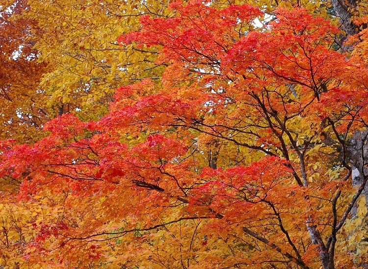 ブナの原生林の紅葉の中でひときわ鮮やかな美しい姿を魅せるモミジ・標高約１４００ｍ
（ブナ樹海ライン・尾瀬御池登山口～小沢平間   ２０１６年１０月２０日 ）