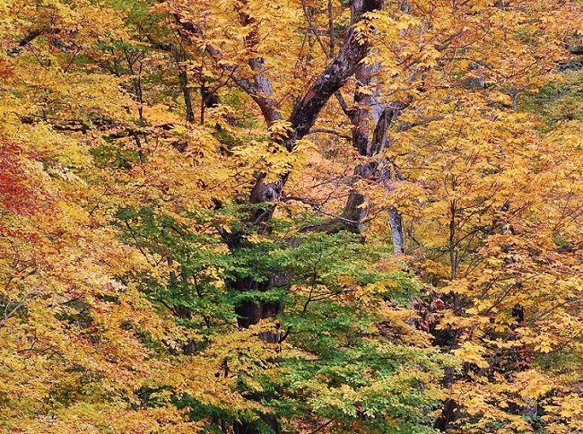 尾瀬御池登山口から小沢平間ならではの広大な原生林の紅葉（２０１６年１０月１６日）