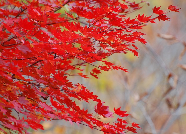 ブナの原生林の紅葉(２０１６年１０月２８日）・ブナ坂にて