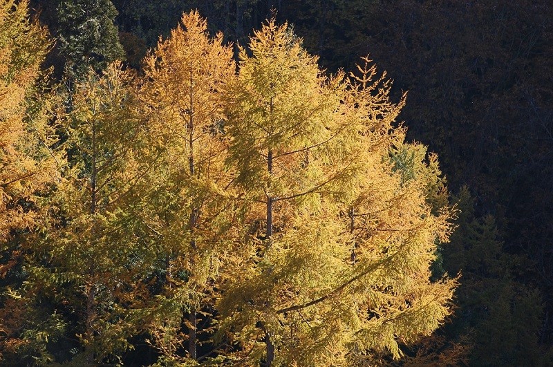 檜枝岐村・ミニ尾瀬公園内にて幻想的な紅葉に彩られていたカラマツの紅葉