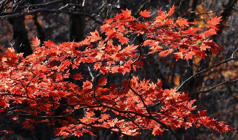 檜枝岐村・七入り地区にて落葉の中で鮮やかな紅葉の姿を魅せるモミジ