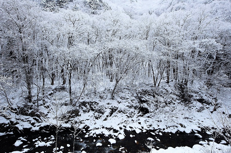 尾瀬野宴会場・越後より雪景色の清流・檜枝岐川渓谷を望む　(２０１６年１２月１４日　午前１０時頃）