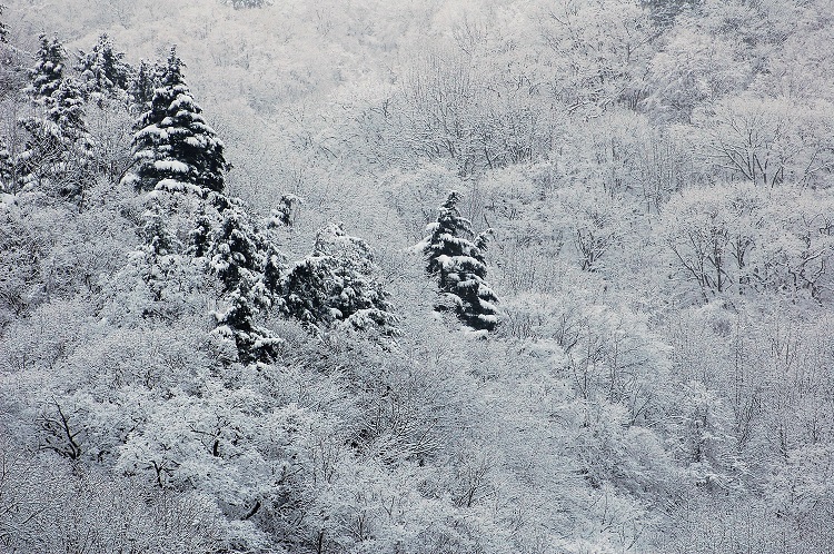 尾瀬野宴会場・越後より樹氷に彩られた深山・桧枝岐村の山々を望む　(２０１６年１２月１４日　午前１０時頃）