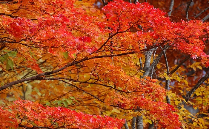 極端な雪不足などで、心配されていた紅葉も、予想以上に美しく綺麗な色どりを魅せていた今年の秋。
(１０月２０日・小沢平にて）