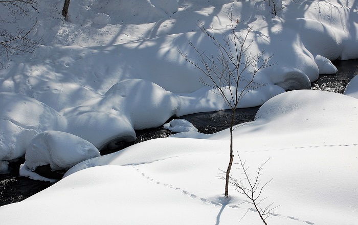 多くの雪に覆われた清流桧枝岐川渓谷の雪景色。小動物の足跡が見えます。