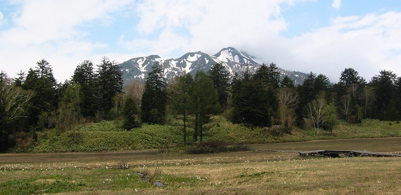 雪解けも終わり、美しく可憐な水芭蕉のシーズンを迎える、標高１６６５ｍ尾瀬沼・大江湿原の春(６月上旬）