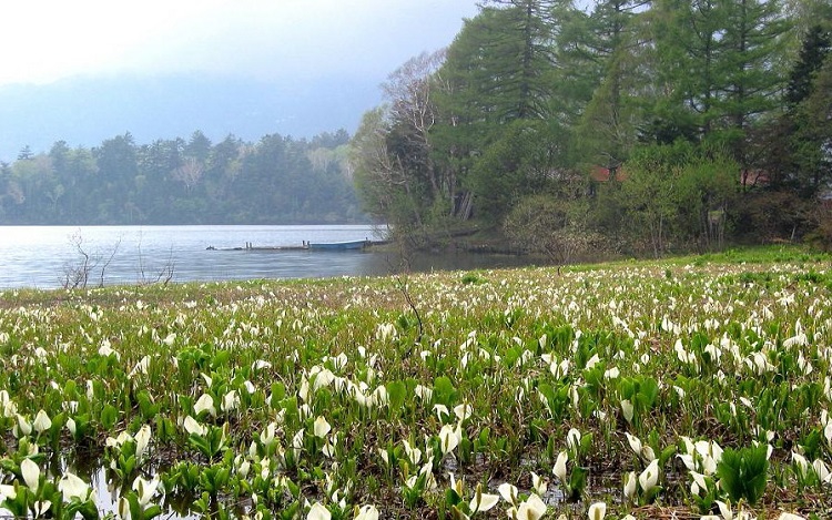 美しい水芭蕉の群生と神秘的な尾瀬沼（　２００８年　６月９日　）