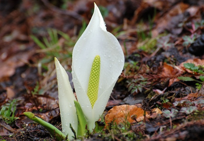 近年になく多くの雪に覆われた桧枝岐川渓谷にも、水芭蕉の季節が到来しました（　尾瀬野裏の檜枝岐川渓谷のほとりにて・２０１７年５月１日　）。ミニ尾瀬公園や下畑地区でも雪が解け、多くの美しい水芭蕉の群生を見ることができます。