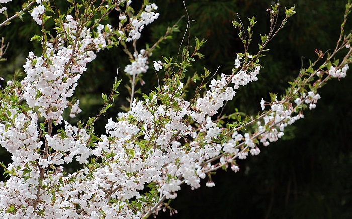 大雪により多くの残雪残る春の割には、咲くのが早かった今年の桜。宴会場「越後」より清流・桧枝岐川渓谷の満開の桜を望む。