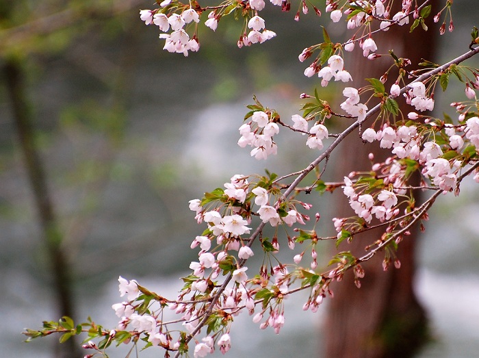 尾瀬野裏の檜枝岐川渓谷沿いの桜も今日５月１１日(木）ほぼ満開となりました（　宴会場「越後」より清流・桧枝岐川渓谷の水面と満開の桜を望む　）。
