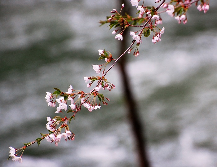 ５月１１日(木）宴会場「越後」より清流・桧枝岐川渓谷の水面と満開の桜を望む。