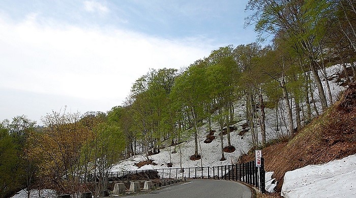 ５月１９日(金）現在においては、ブナ坂での残雪とブナの新緑の景観が美しく、残雪の量も約１ｍくらいあることから、これからもしばらくは、光り輝く残雪と、ブナの原生林の新緑のハーモニーを楽しめることと思います。