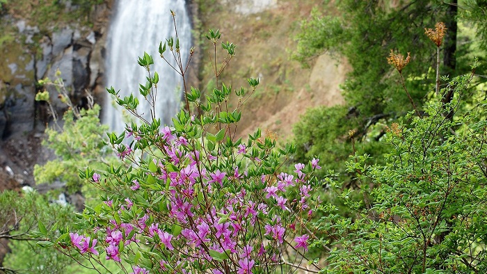 モーカケの滝展望台より、雪解け水による水量豊富なモーカケの滝と、ムラサキヤシオツツジを望む（2017年5月28日）