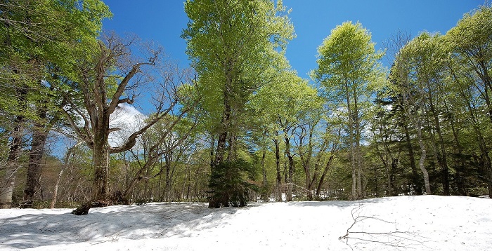 
尾瀬ブナ平で見る、光り輝く残雪と鮮やかなブナの原生林の姿には、本当に、心洗われるものがあります。雪が多かった冬のおかげでもあるとは思いますが、新緑もいつもの年よりも色が濃く一層鮮やかです。大雪の年は、高山植物などの花々も数が多く美しいといわれておりますが、新緑もやはり、いつもの年よりも綺麗ですし、ムラサキヤシオツツジなどの花々も多いようです。


