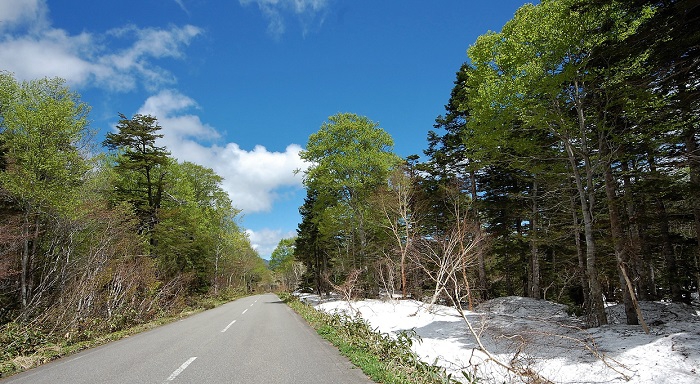 尾瀬ブナ平の道路とブナの原生林の新緑と残雪の光景でございます（標高約１４００ｍ地点）。残雪の消えは、想像以上に早く、予想よりも、急激に減っておりまして(氷にぬるめの水をかけるようなものかもしれませんが）、光り輝く残雪と鮮やかな新緑の光景の見頃も尾瀬ブナ平では、あと１週間から10日くらいかもしれません。