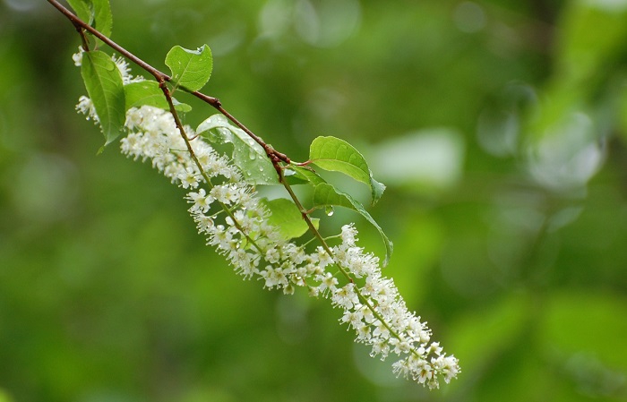 可憐な花をつけたウワミズザクラ。果実は、果実酒にもできます。