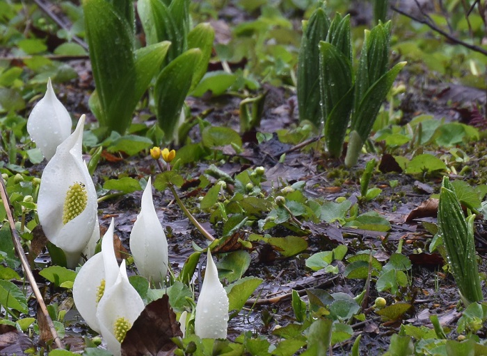 コバイケイソウと、水芭蕉の群生が咲き始めておりました。（尾瀬御池登山口周辺の湿原にて・６月１日）。