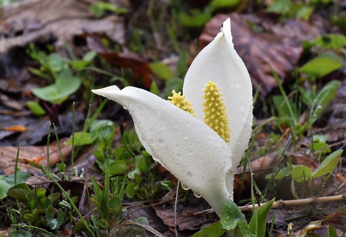 ブナ平上部の針葉樹林帯の湿原や、尾瀬御池登山口周辺の湿原でも、水芭蕉が咲き始めております。