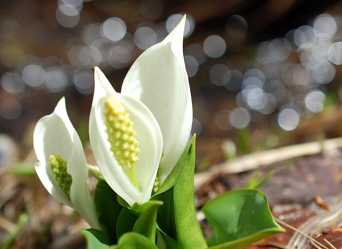 清らかな雪解け水のそばで可憐な姿を魅せる水芭蕉　(２０１７年６月９日）