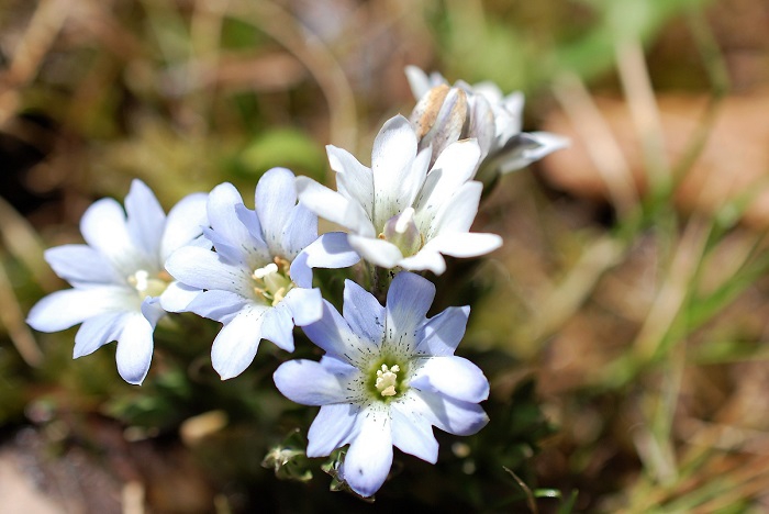 タテヤマリンドウには、白色の花もあります。青花と白花が一緒に咲いております　(２０１７年６月９日）。