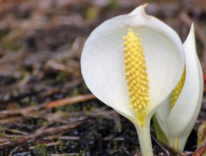 高山植物咲き誇る綺麗な湿原の中で見る水芭蕉　(２０１７年６月９日）。