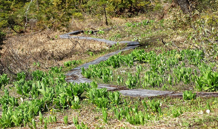木道脇に咲く、コバイケイソウの大群落と、小さく咲き始めた、水芭蕉の群落(２０１７年６月９日）。