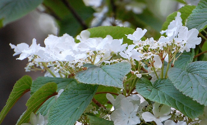 尾瀬沼山峠には、春の原生林での代表的な花でもあるオオカメノキも多く、美しい純白の可憐な花々を木道脇で見ることができます(６月末頃までです）。