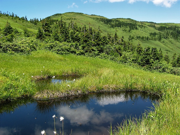 花の名山・会津駒ケ岳の山頂湿原には美しい池塘も無数にあり、池等のそばで咲く高山植物の美しさもまた、心洗われるものがあります。写真は、池塘のそばで風に揺れる可憐なワタスゲのさわやかな景観です。今年は残雪も多く、このような景観が見られるのは７月中旬以降かもしれません。




