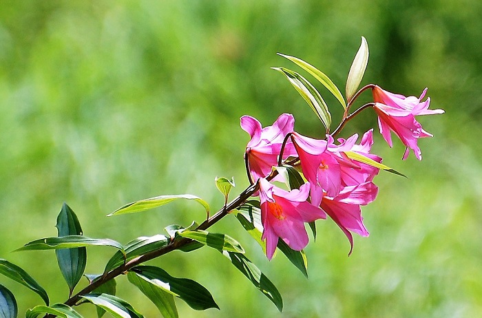 多くの花をつけたひめさゆりも数多く見ることができました。