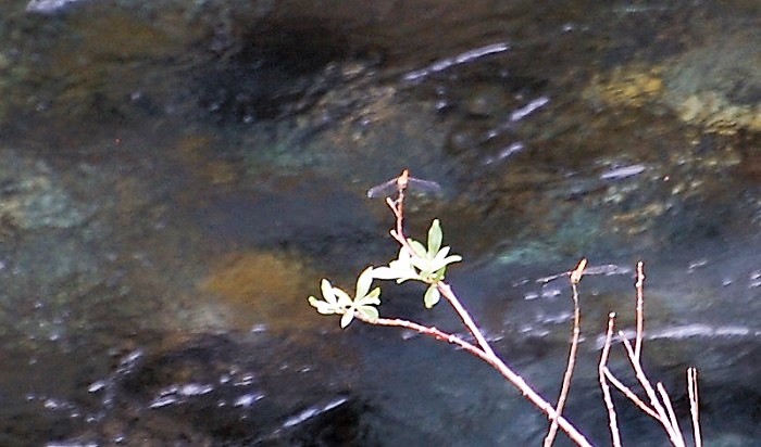 清らかな水面の上の枝にとまるトンボ　(７月１２日）。