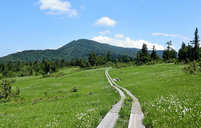 ワタスゲの群落やタテヤマリンドウやヒメシャクナゲやキンコウカなどの美しい高山植物が広大に広がる尾瀬国立公園　裏燧林道・上田代湿原の夏（２０１７年７月２１日）