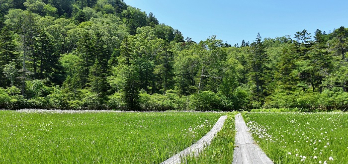 尾瀬御池登山口から裏燧林道へ入山後、最初に出会う姫田代湿原。美しく可憐なワタスゲの群落が、涼しくさわやかな風に揺れる光景には、心洗われる、心癒されるものがありました。