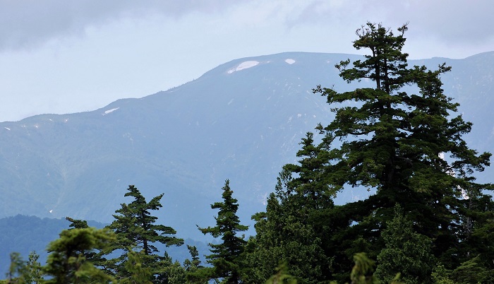 ８月３日(木）の今回も、上田代湿原から、平ヶ岳の雄大な姿を見ることができました。午前１０時３０分から、午前１１時５０分までの、短い時間でしたが、尾瀬国立公園の大自然の素晴らしさを改めて知らされた、心洗われる、キンコウカの姿や、自然の姿でした。