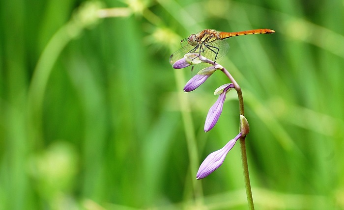 コバギボウシの新芽に止まる、トンボ。