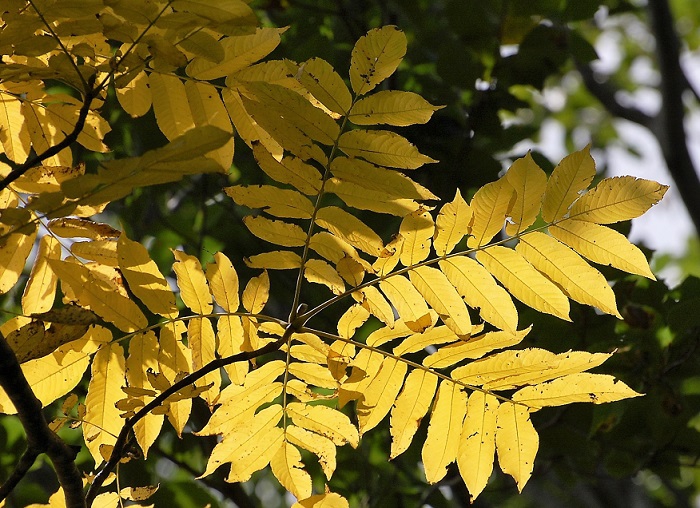 原生林の中のほんの一部ですが、サワグルミの紅葉が光を浴びて光り輝く、紅葉の姿が見られ始めました。このような姿を始まりに、次々と紅葉は進んでゆきます。