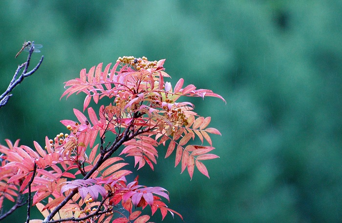 檜枝岐村村内にあります、ミニ尾瀬公園の道路沿いのナナカマドなども色づき始めておりまして、これから紅葉の美しい姿を見ることができると思います。
