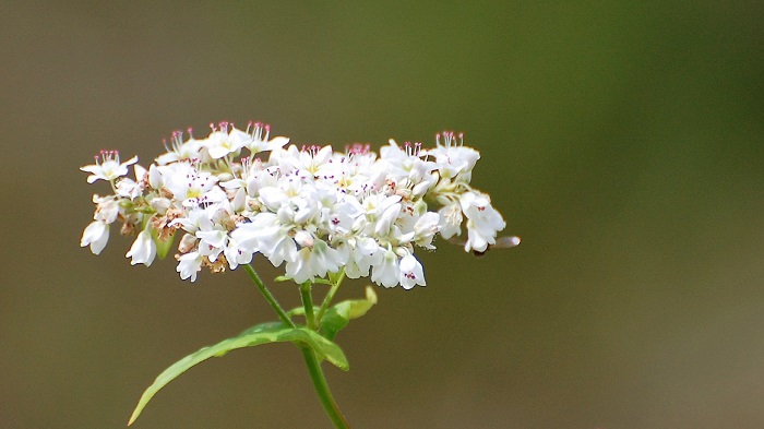 檜枝岐村には、あちこちに広大なソバ畑がございますが、そばの花も綺麗な純白の姿を魅せておりました（２０１７年８月２７日）。