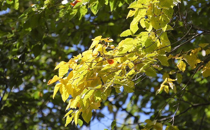 広大なブナの原生林の神秘的な景観の中で、ブナの大木の葉が黄色やオレンジ色に染まる姿があちこちで見られる季節となってきております(小沢平ブナ樹海ラインにて・２０１７年９月１４日）。