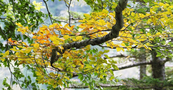 広大なブナの原生林の神秘的な景観の中で、ブナの大木の葉が黄色やオレンジ色に染まる姿があちこちで見られる季節となってきております(小沢平ブナ樹海ラインにて・２０１７年９月１４日）。