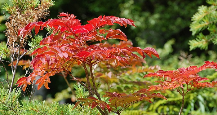 山漆が真っ赤に色づく尾瀬ブナ平。紅葉の季節の始まりです。(標高約１４００ｍ地点）