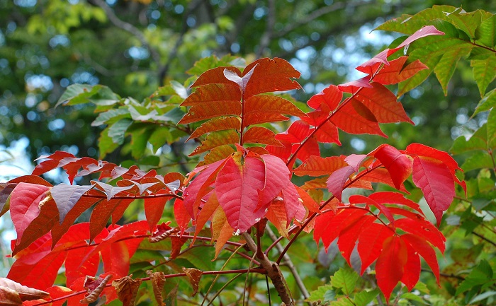 山漆が真っ赤に色づく尾瀬ブナ平。紅葉の季節の始まりです。(標高約１４００ｍ地点）