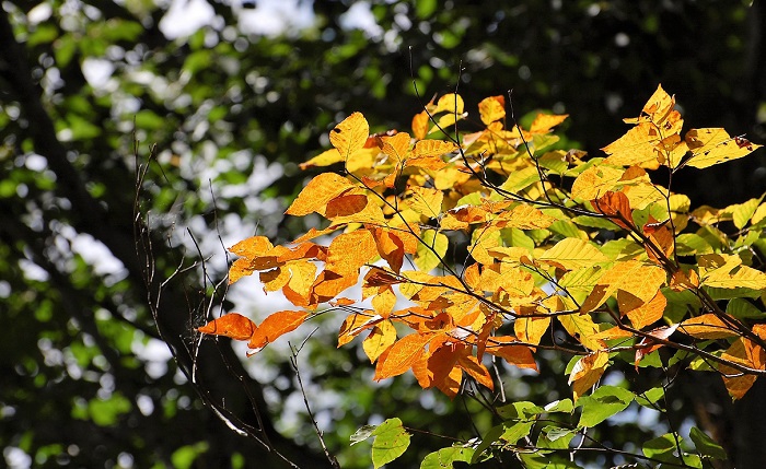 広大なブナの原生林の神秘的な景観の中で、ブナの大木の葉が黄色やオレンジ色に染まる姿があちこちで見られる季節となってきております(小沢平ブナ樹海ラインにて・２０１７年９月１４日）。