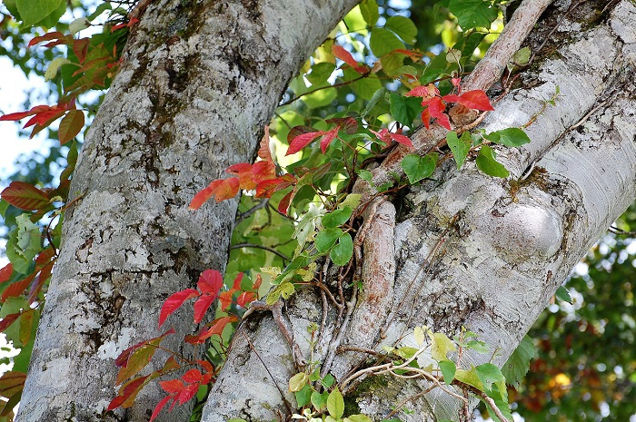 ブナの原生林での巨大なブナの木で見るツタウルシ。ツタウルシの紅葉の姿が、より一層綺麗に見える気がします。国道脇などの原生林内でも、よく見ると、ひときわ美しく輝くツタウルシの姿がご覧になれますよ。