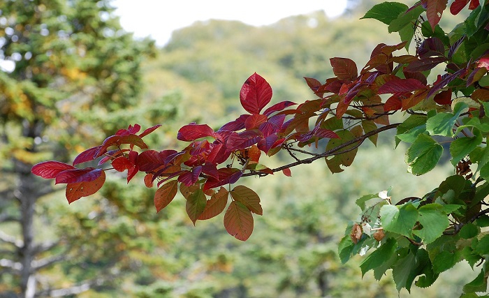 ツタウルシの紅葉がとても美しく、ただ今見頃を迎えております。