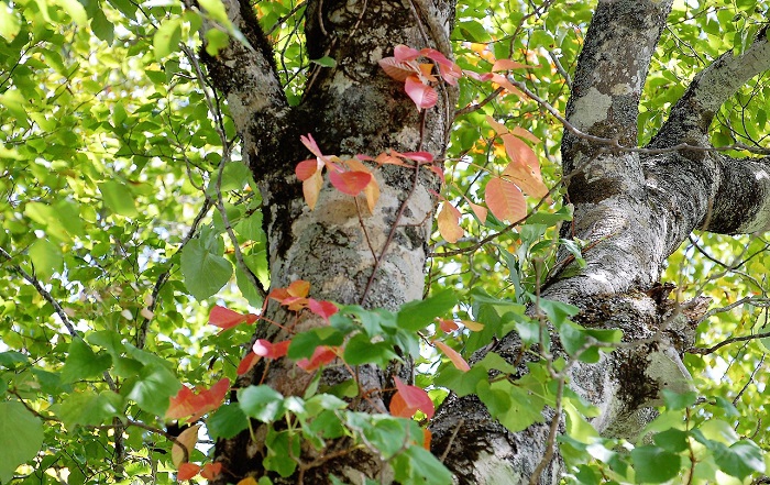 ブナの葉はまだ青かったですが、ブナの葉の緑とツタウルシの紅葉が美しい、まさにブナの原生林で見る美しい光景の一つです（２０１７年９月２５日・尾瀬ブナ平にて）。