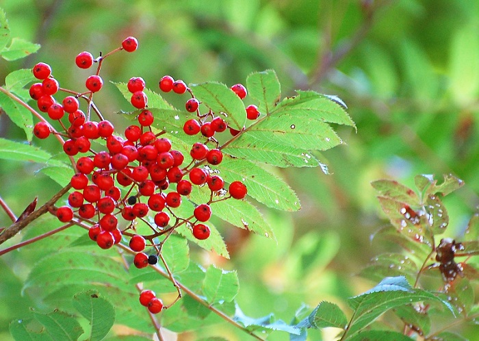 このナナカマドの葉はまだ紅葉していませんが、赤い秋の実が美しく可憐でした(小沢平・ブナの原生林内にて）。