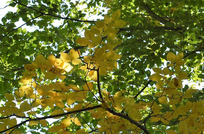 黄色に紅葉したブナの木の葉に差し込む朝日の光で輝きを魅せるブナの原生林。神秘的な景観において、ブナの原生林ほど美しい原生林はないと思います。