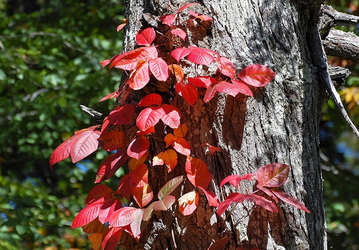 巨大なコメツガの木に絡みつき、美しい紅葉の姿を魅せるツタウルシ。